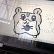 Koalacchi