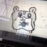 Koalacchi