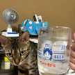 にゃーす にゃろめ
