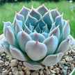LovePlants