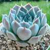 LovePlants