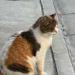 nekomarche
