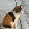 nekomarche
