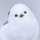 shooco_