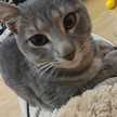 ねこ大福