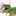 NZ_HK Umai NZ_HK Umai