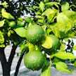 Tree Limón