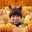 tuxedocat